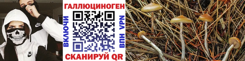 Псилоцибиновые грибы MAGIC MUSHROOMS Домодедово